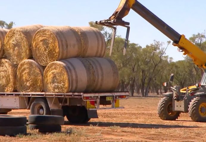Buy a Bale Surf Lifesaving NSW