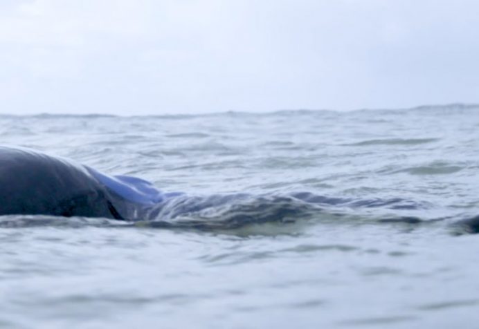 Nick Carroll Surfer Safety