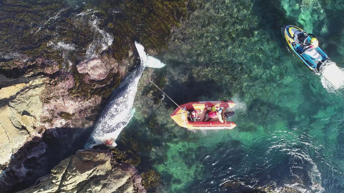 Tathra Whale