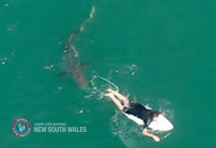 matt wilkinson shark