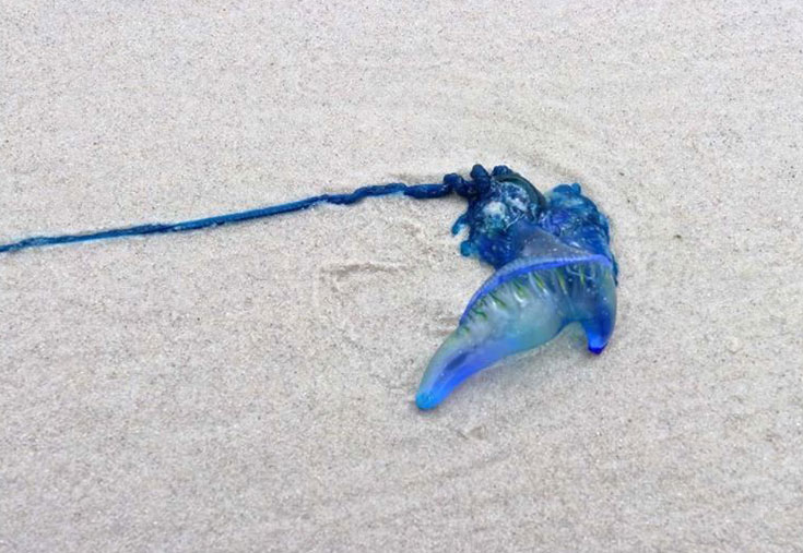 Bluebottle on the sand;