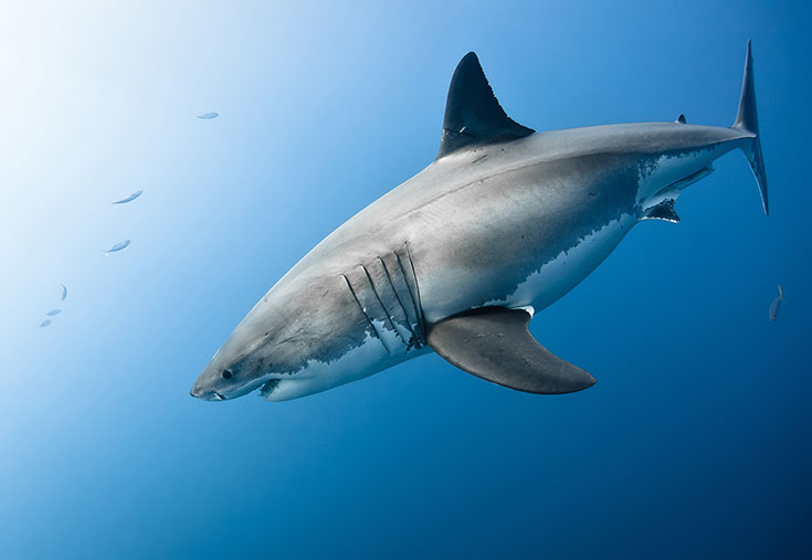 Shark underwater;