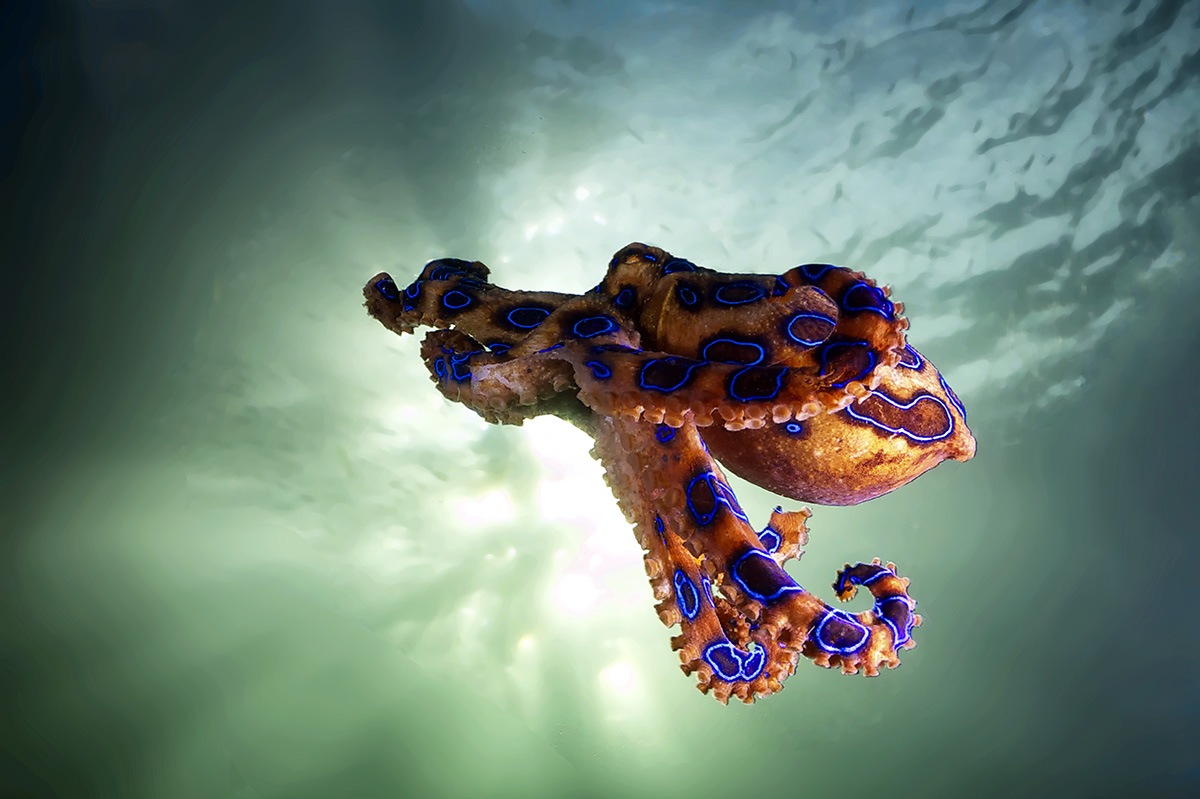 Blue-Ringed Octopus;