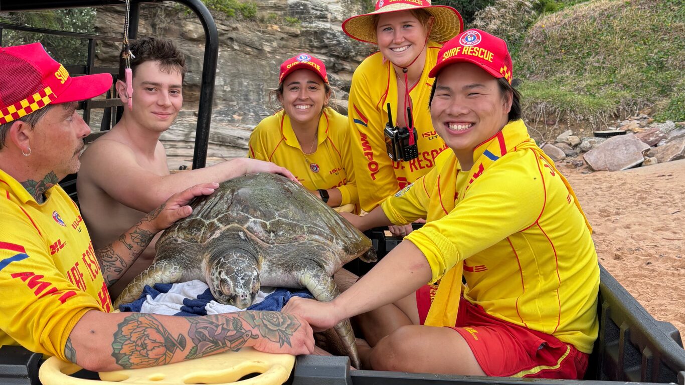 A Turtle-y Awesome Rescue on Sydney's Northern Beaches - Surf Life ...